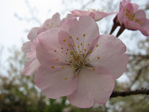桜6