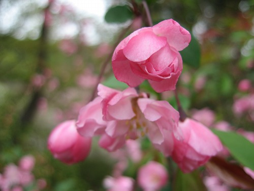 桜4