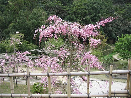桜8