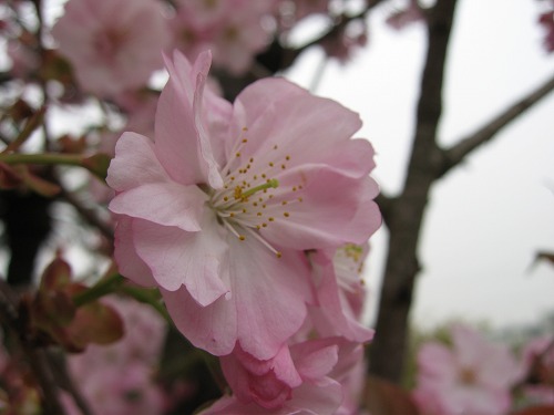 桜11