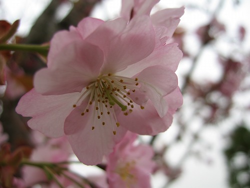 桜12