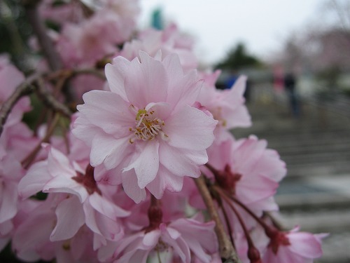 桜9
