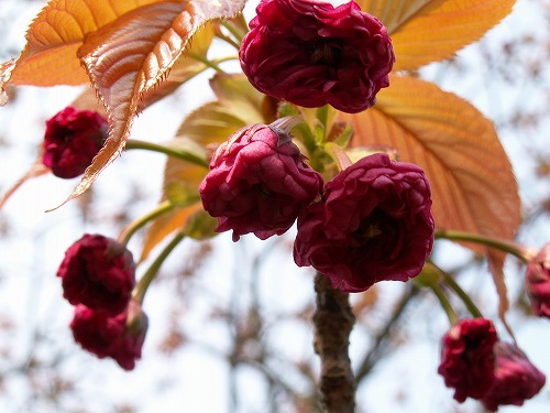 桜10