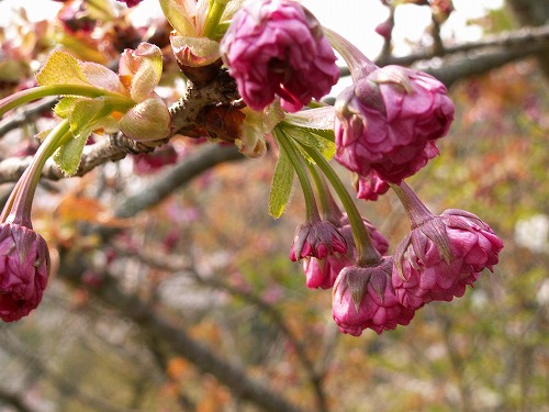 桜11