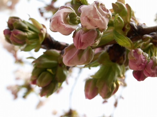 桜12