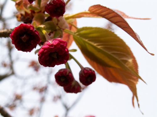 桜3