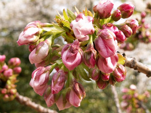 桜14