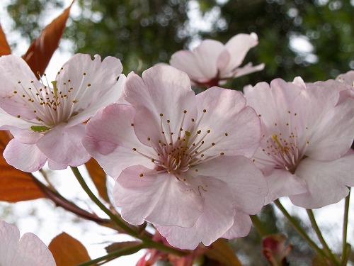 桜18