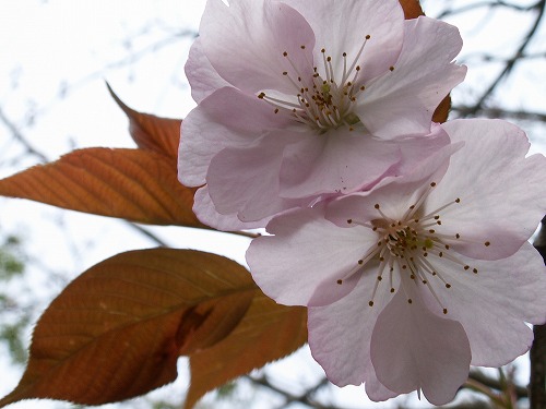 桜19