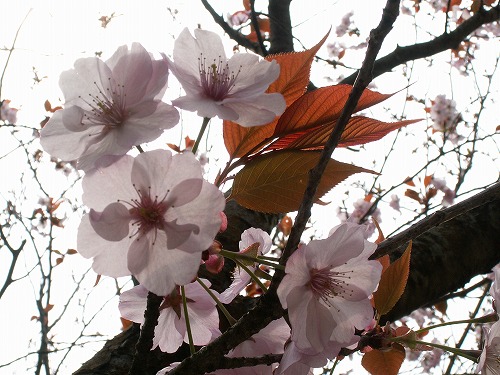 桜20