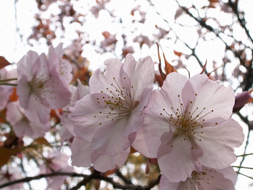 桜21