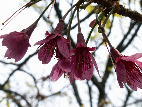 桜22