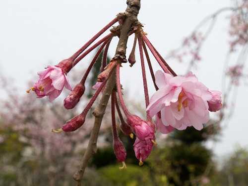 桜24