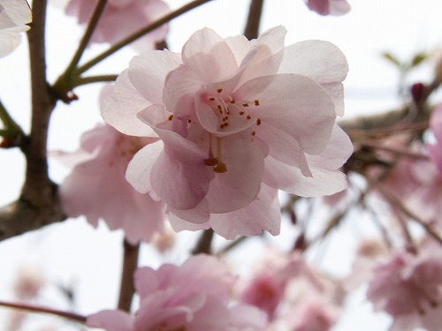 桜25
