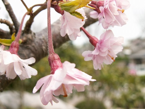 桜26