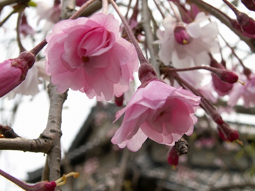 桜27
