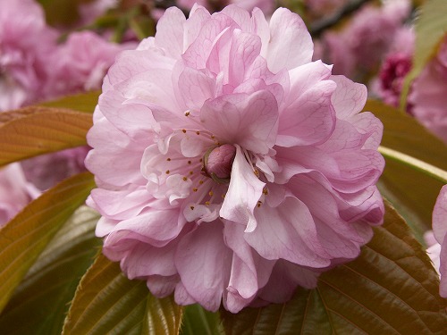 桜28