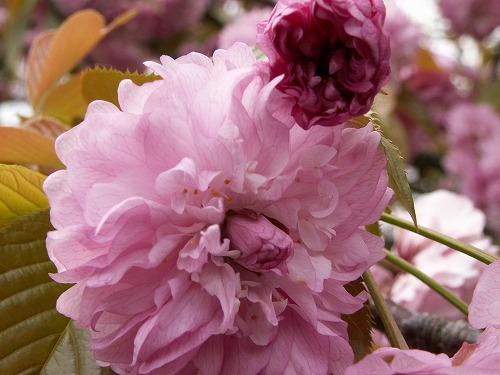 桜30