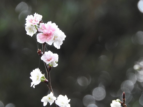 子福桜2