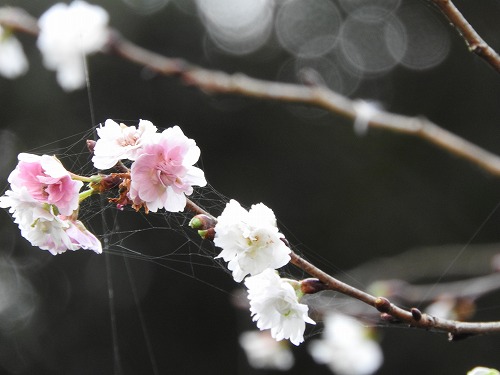 子福桜3