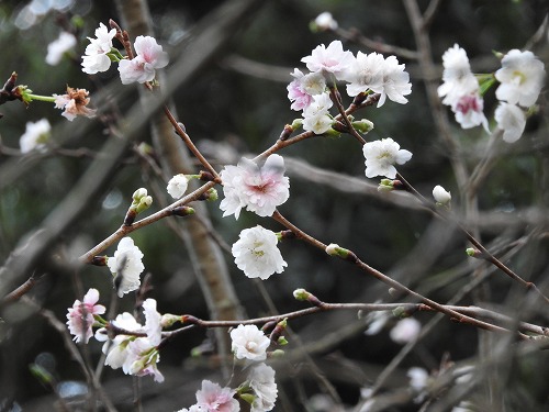 子福桜1
