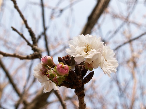 子福桜5