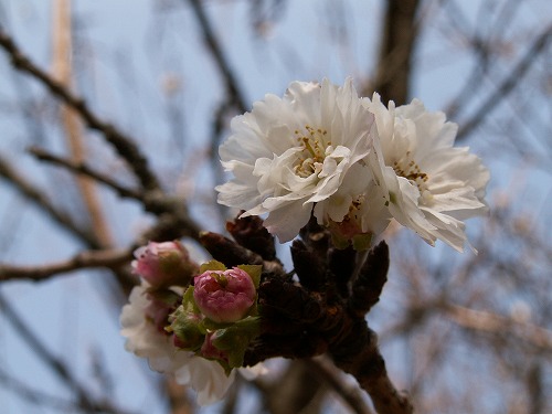 子福桜6