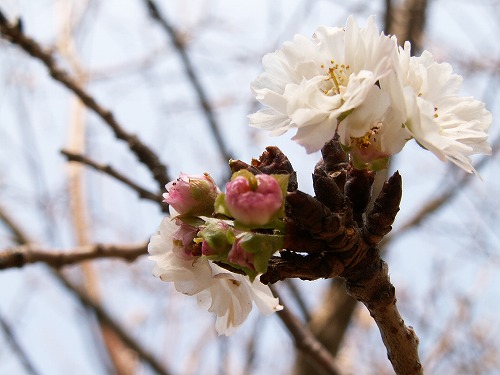子福桜7
