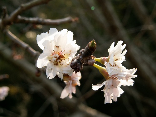 子福桜8