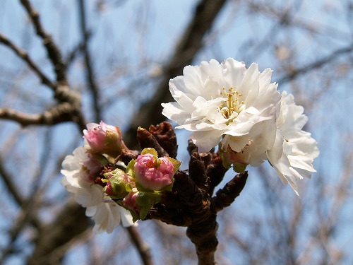 子福桜4