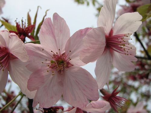桜1