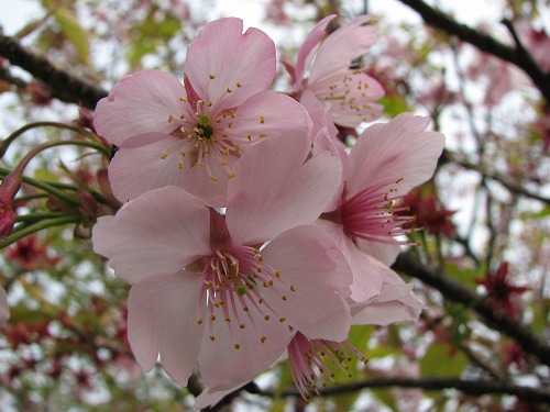 桜2