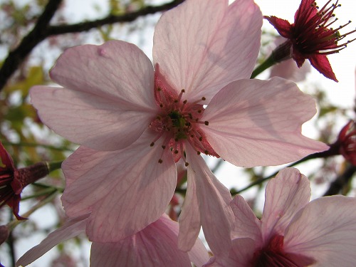 桜3