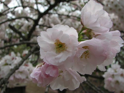 桜8