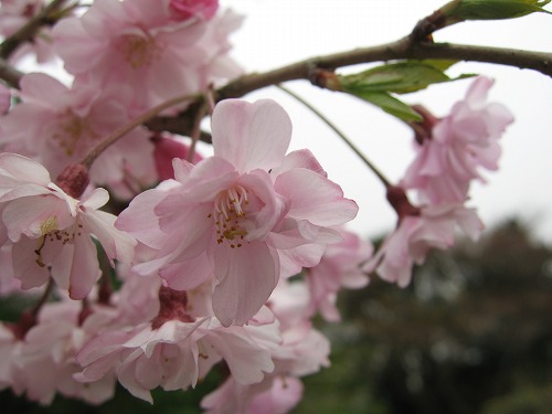 桜9