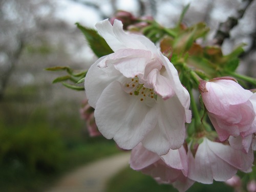 桜10