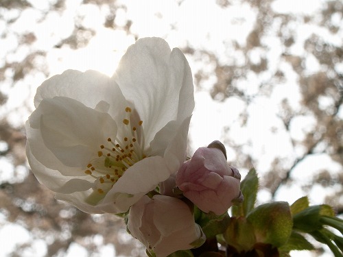 桜24