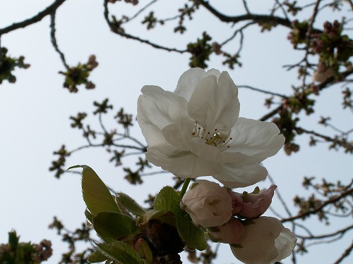 桜25