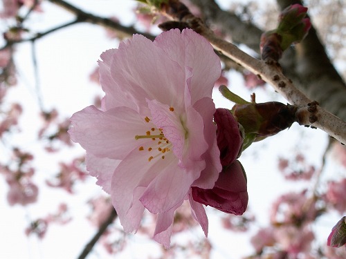 桜13