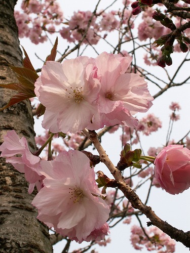 桜15