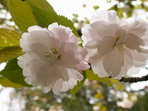 桜16