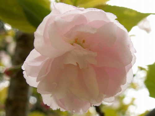 桜17