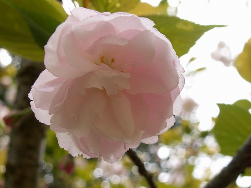 桜18
