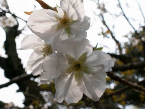 桜24