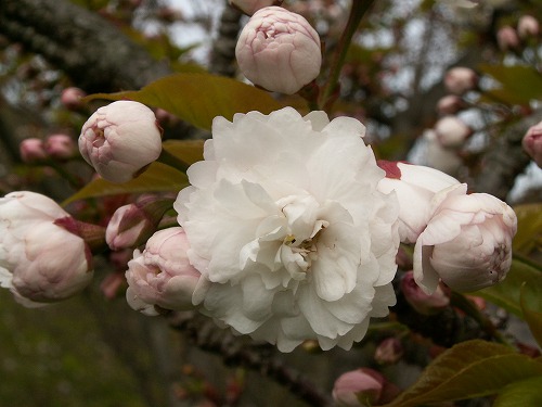 桜38