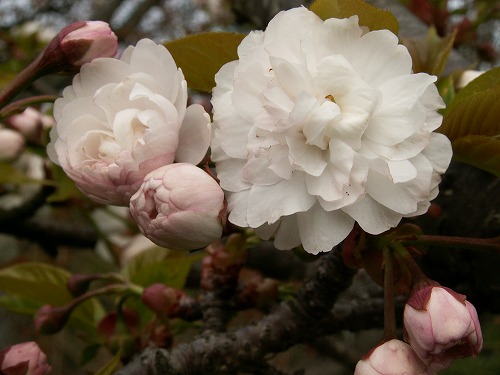 桜39