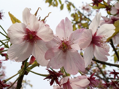 桜19