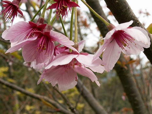 桜20