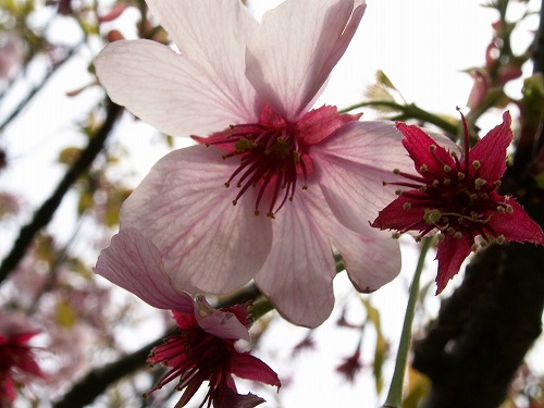 桜21
