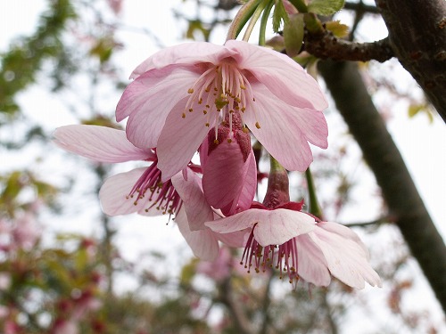 桜22